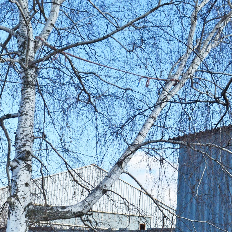 Система стабилизации крон и стволов деревьев Krok Лиана купить в Минске в магазине Робинзон. Фото �4